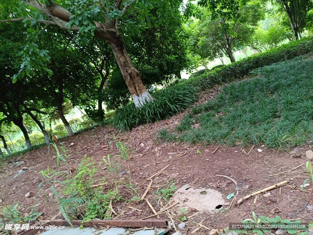 綠意盎然的戶外自然場景