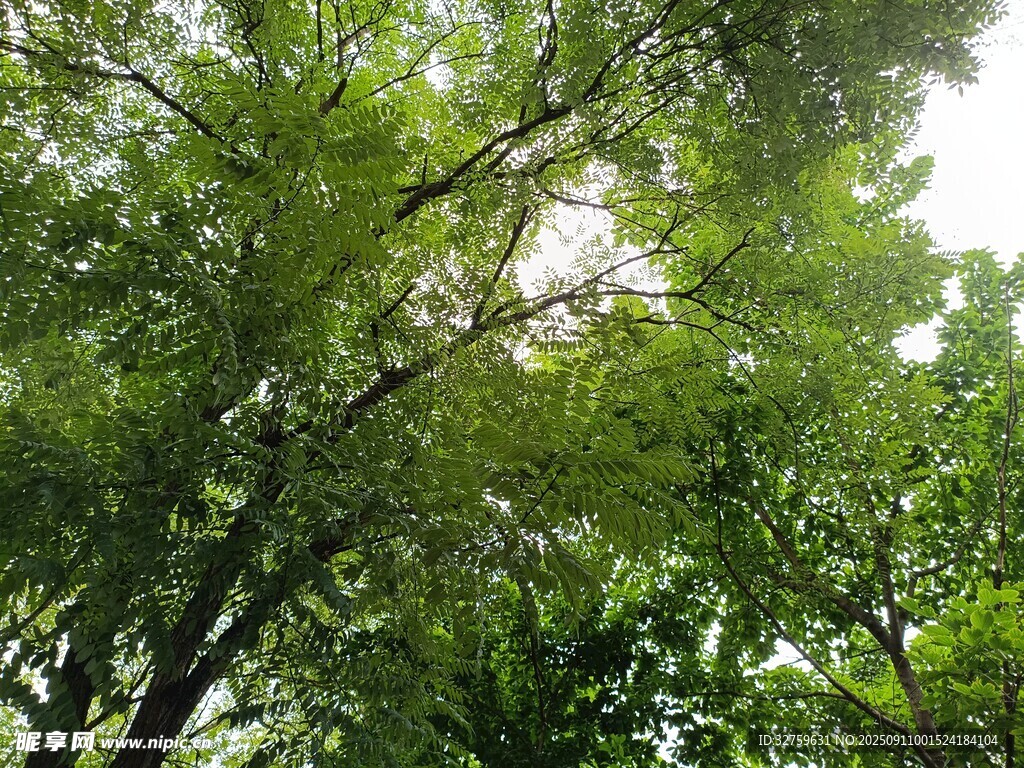 仰視茂密翠綠的樹冠