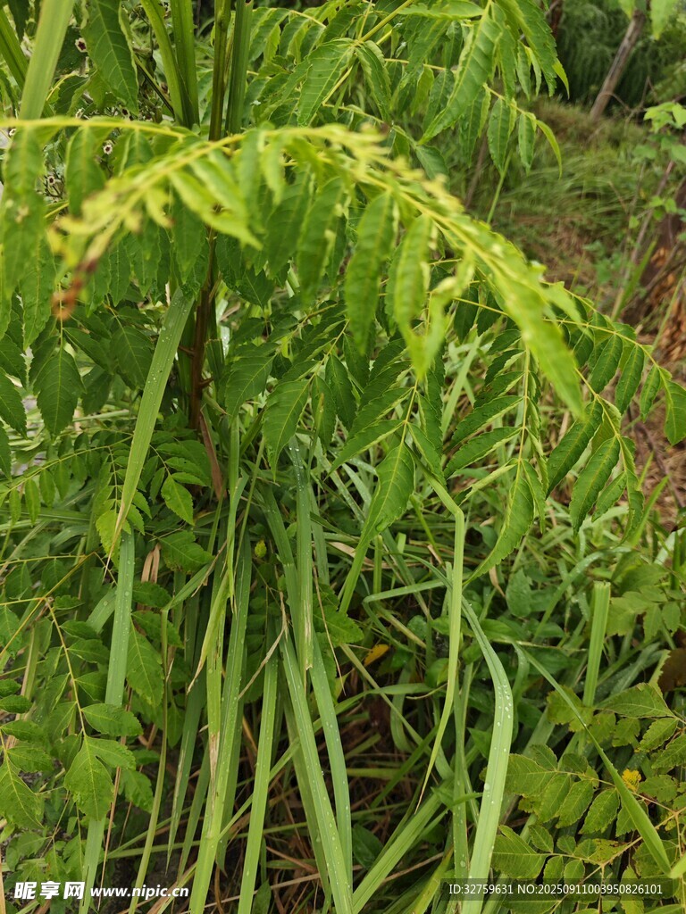 翠綠蕨類植物生機(jī)盎然
