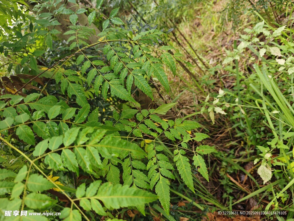 茂密翠綠的野生蕨類植物