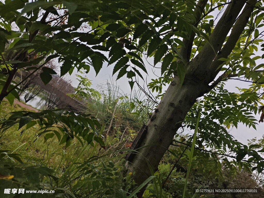 林間枝葉掩映下的景象