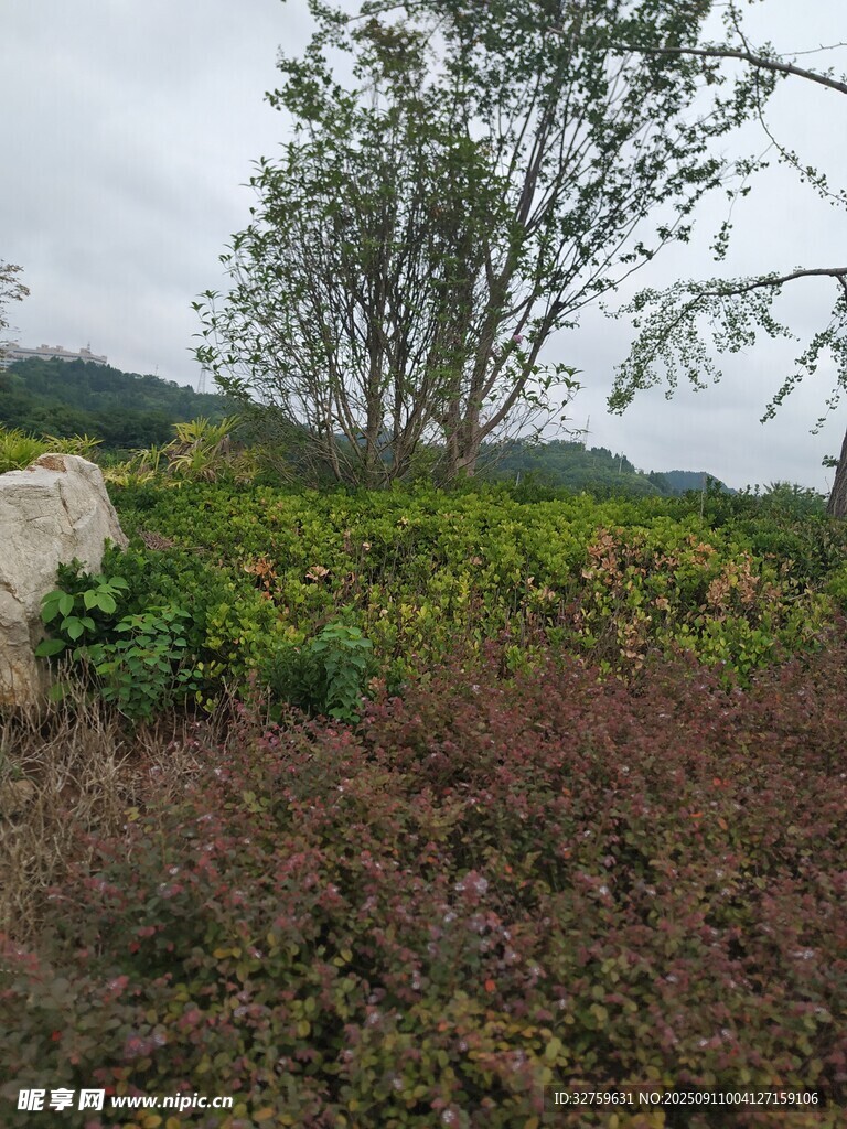 鄉(xiāng)村野外綠植樹(shù)木景致