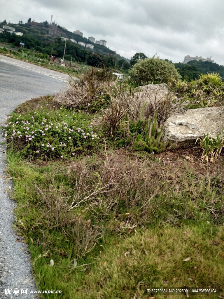 路邊繁茂的野生植物景觀