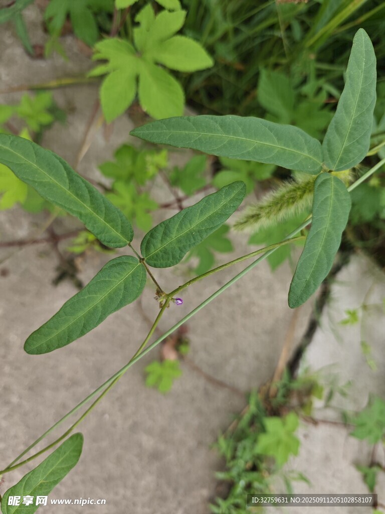 野外嫩綠的草本植物