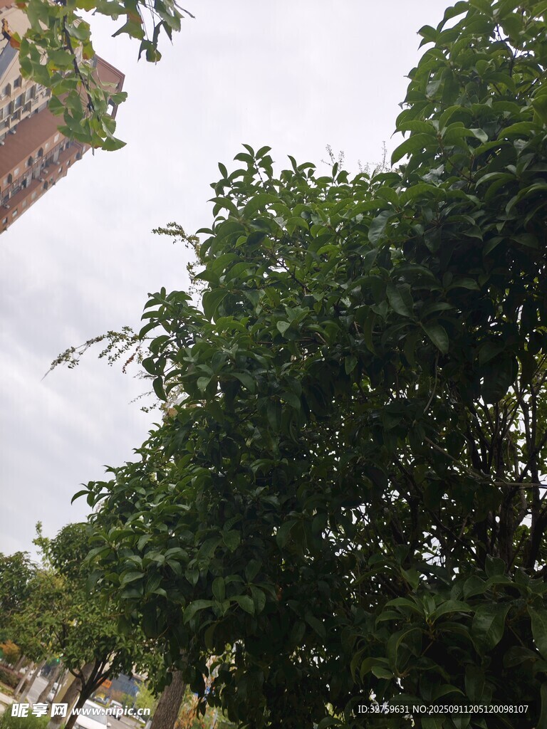 綠樹掩映下的建筑一角