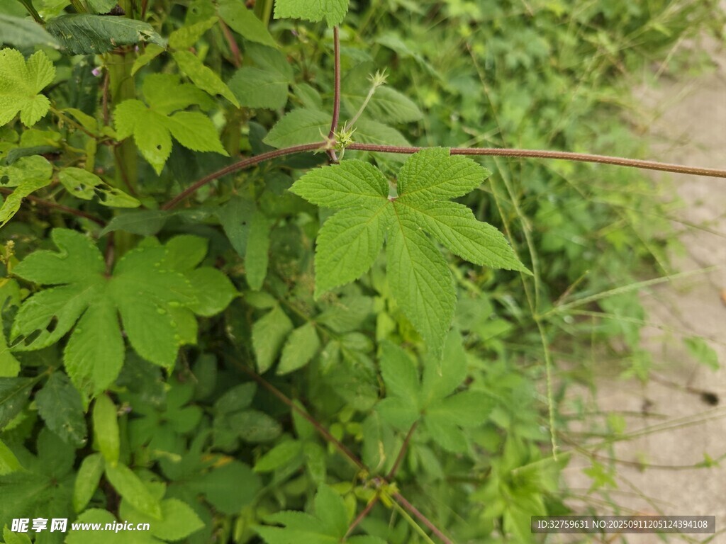 路邊翠綠植物枝葉特寫(xiě)