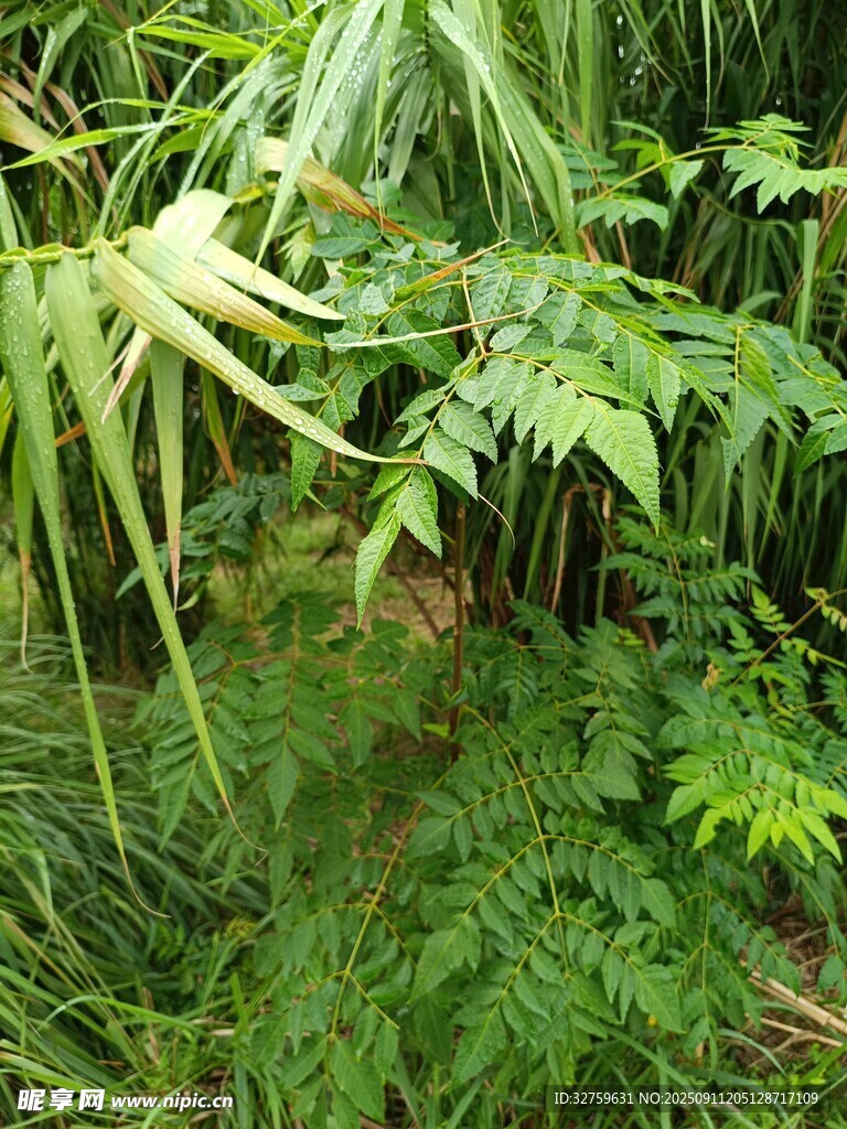 茂密叢林中的綠色植物