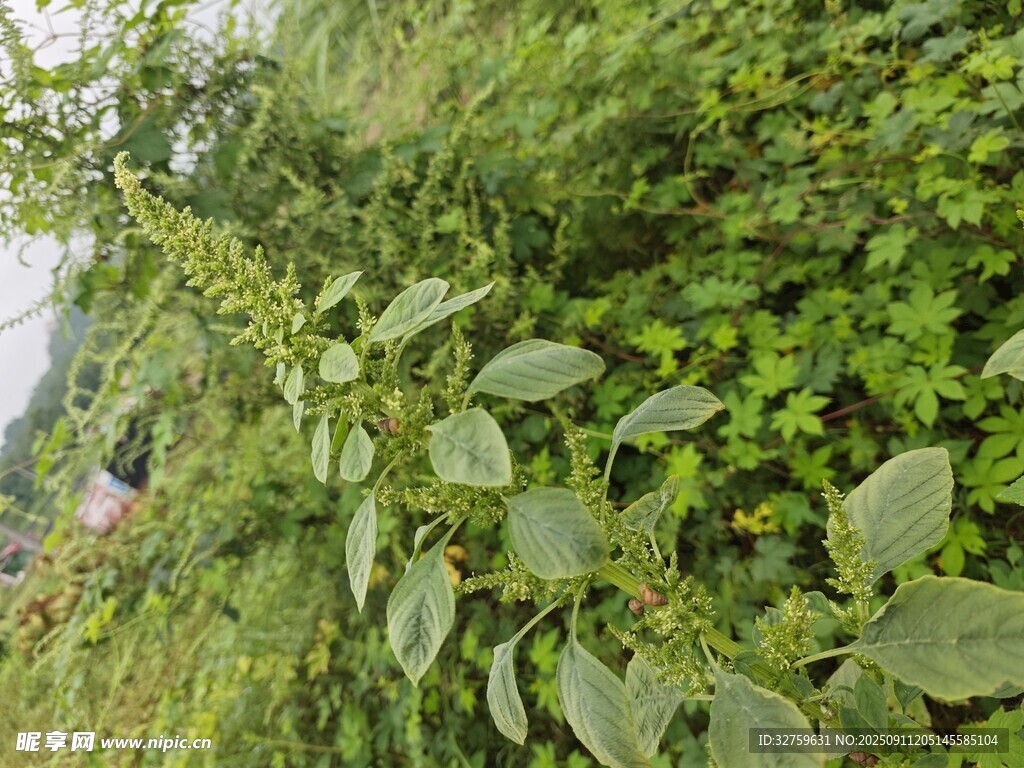 繁茂綠植