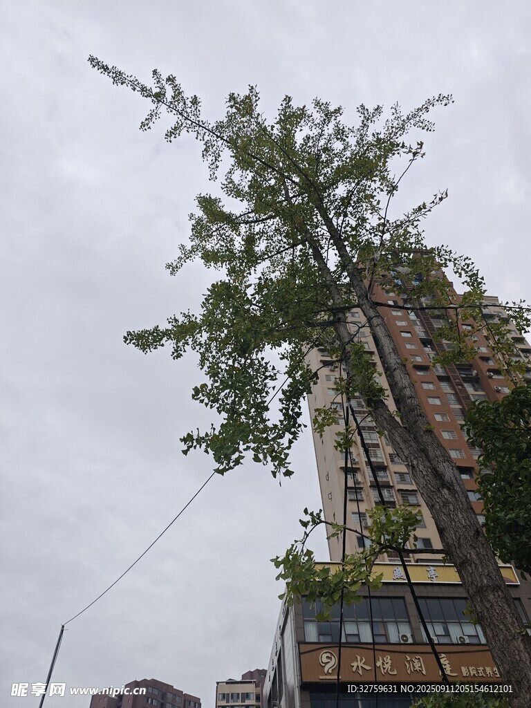高樓旁傾斜生長(zhǎng)的綠樹