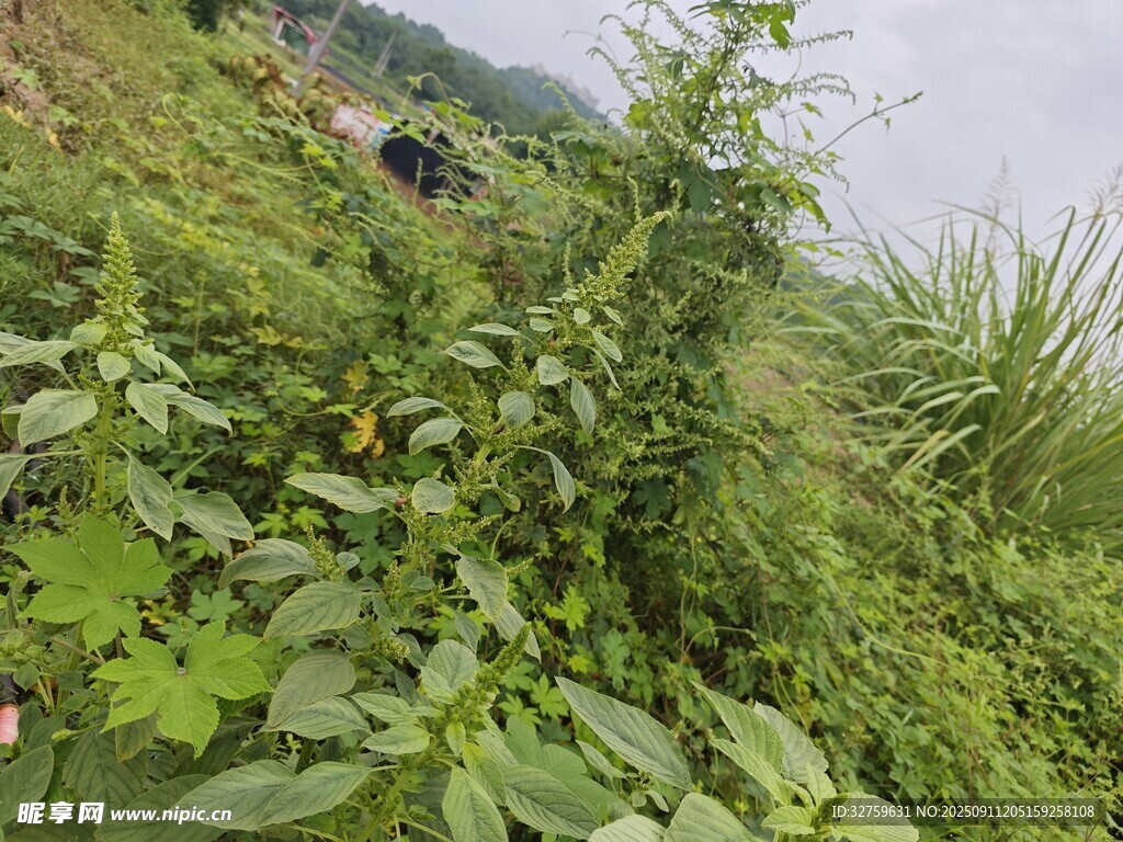 野外繁茂綠植景觀