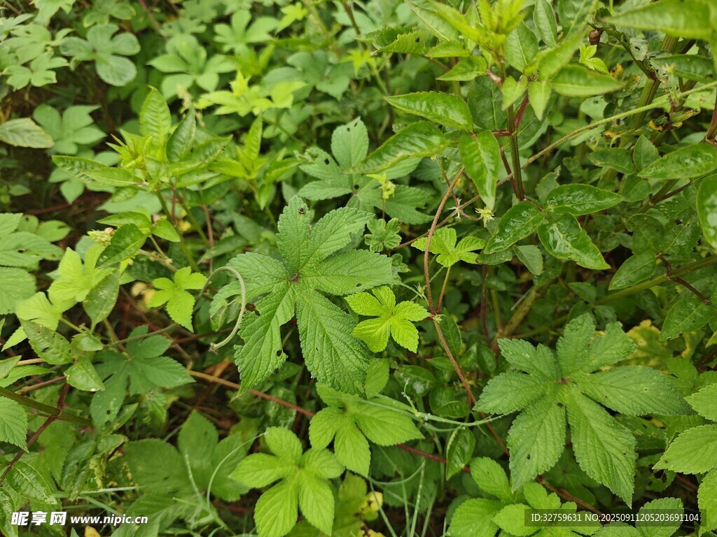 繁茂綠植特寫