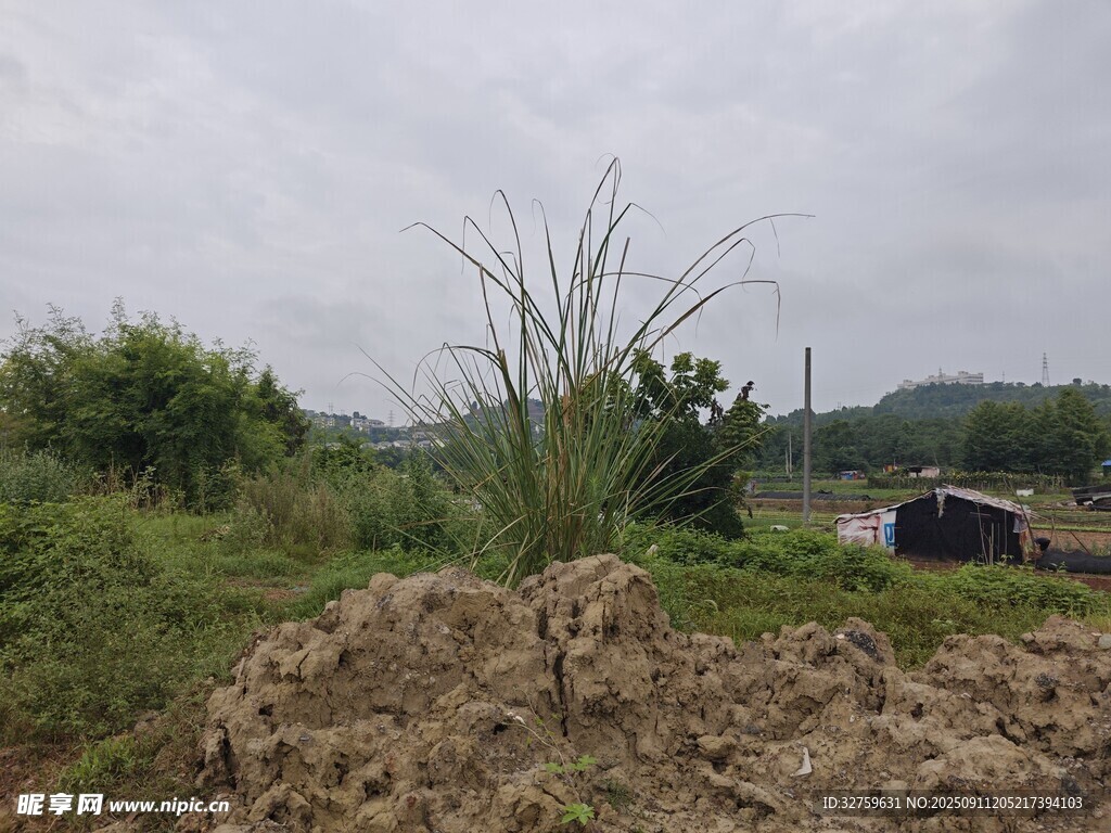 野外雜草叢生的土地場景