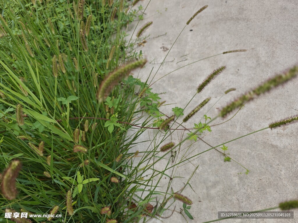 路邊搖曳的野草