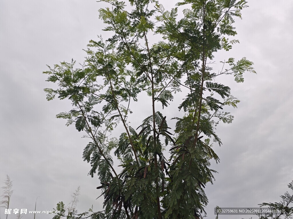 雨中挺立的繁茂綠樹(shù)