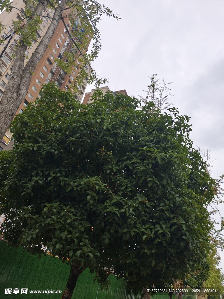 綠葉繁茂的戶(hù)外樹(shù)木