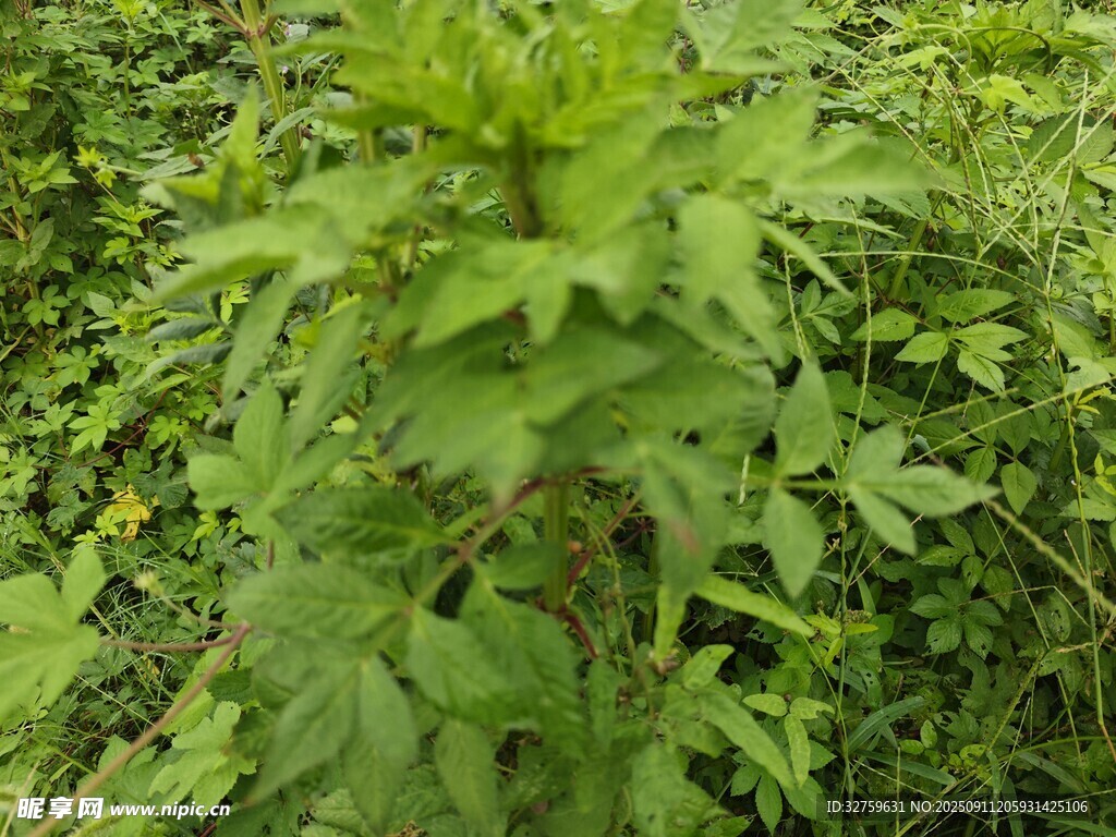 茂盛的綠色植物景觀