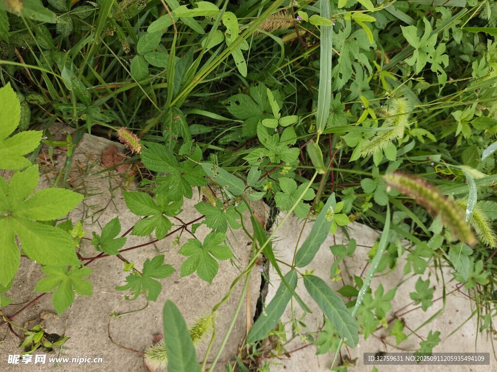 野外綠色植物特寫