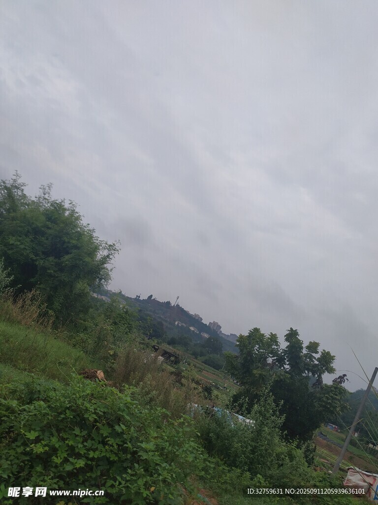 陰天的野外綠植景觀
