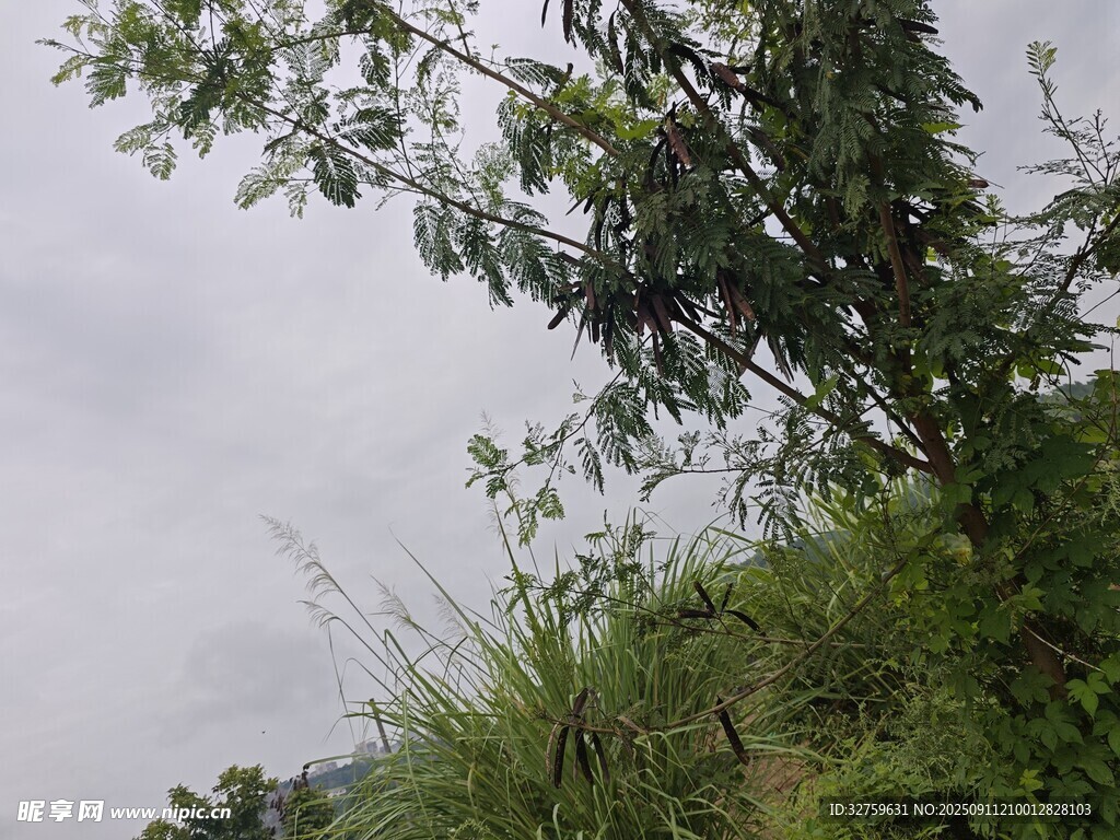 云霧中茂盛的綠植景觀