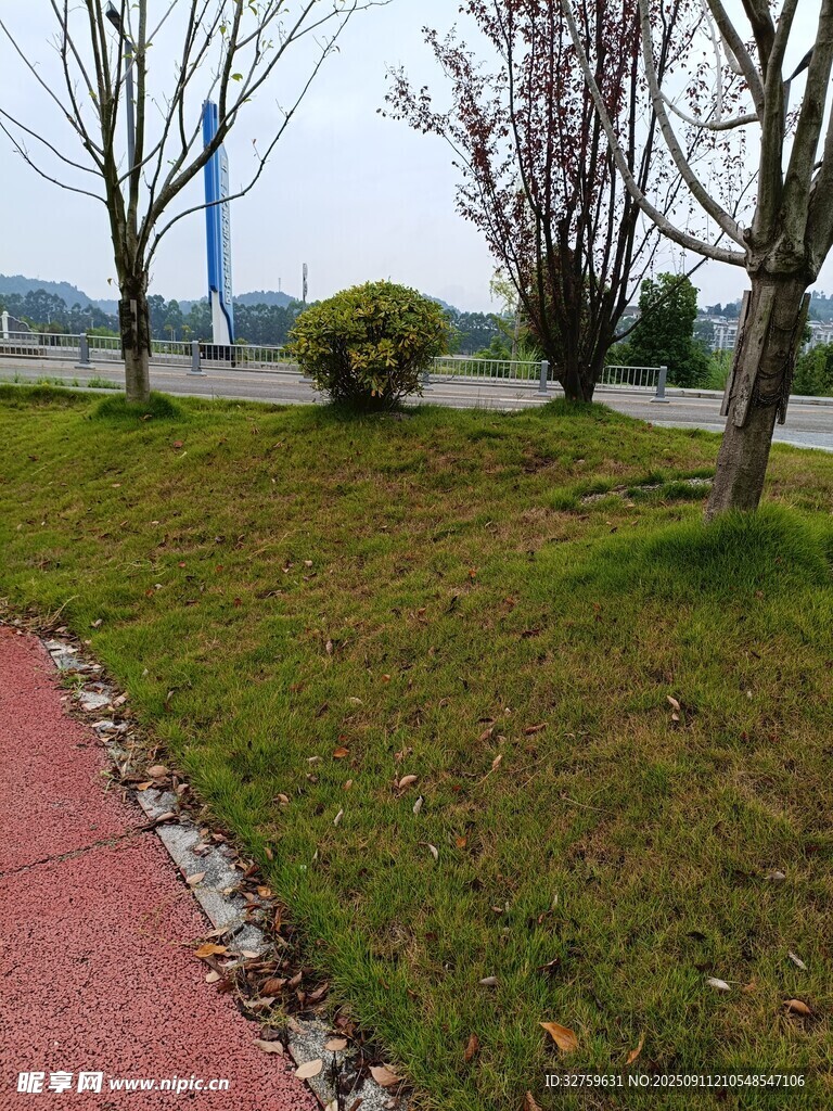 公園小徑旁的綠植景觀