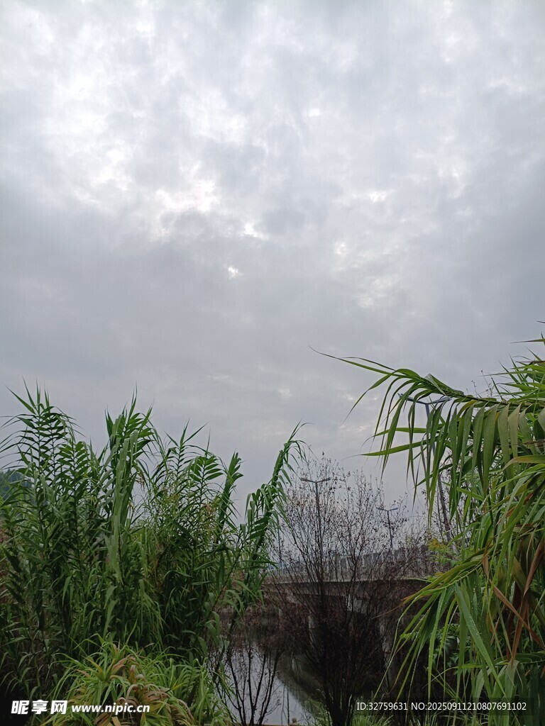 陰天中的繁茂綠植景觀