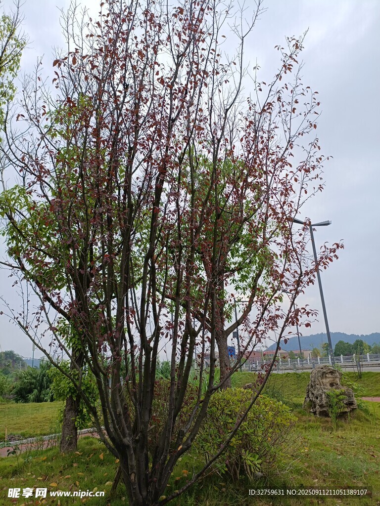 春日綻放的繁花樹木