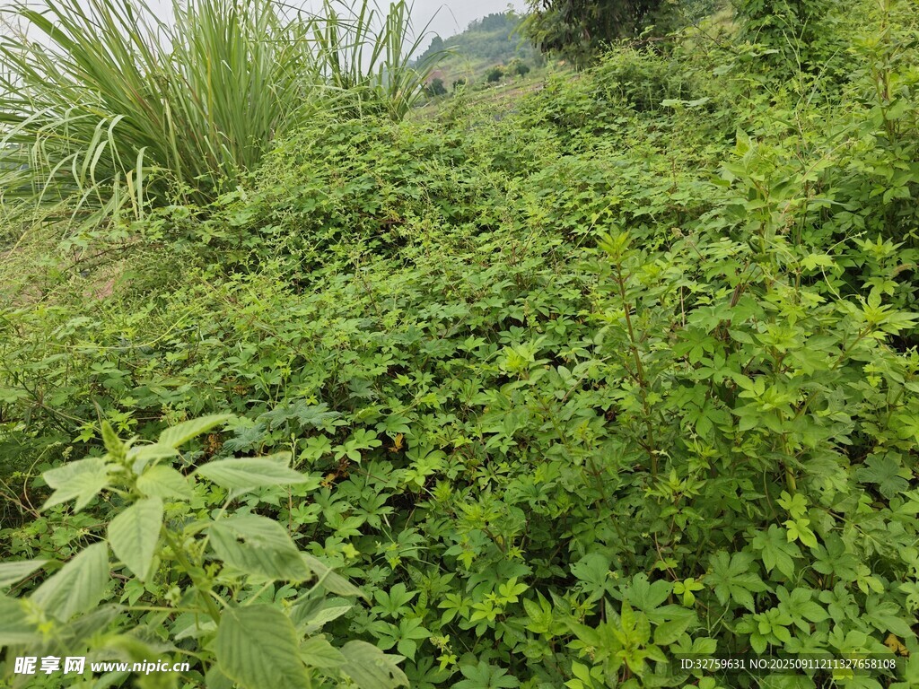 野外繁茂的綠色植物景觀