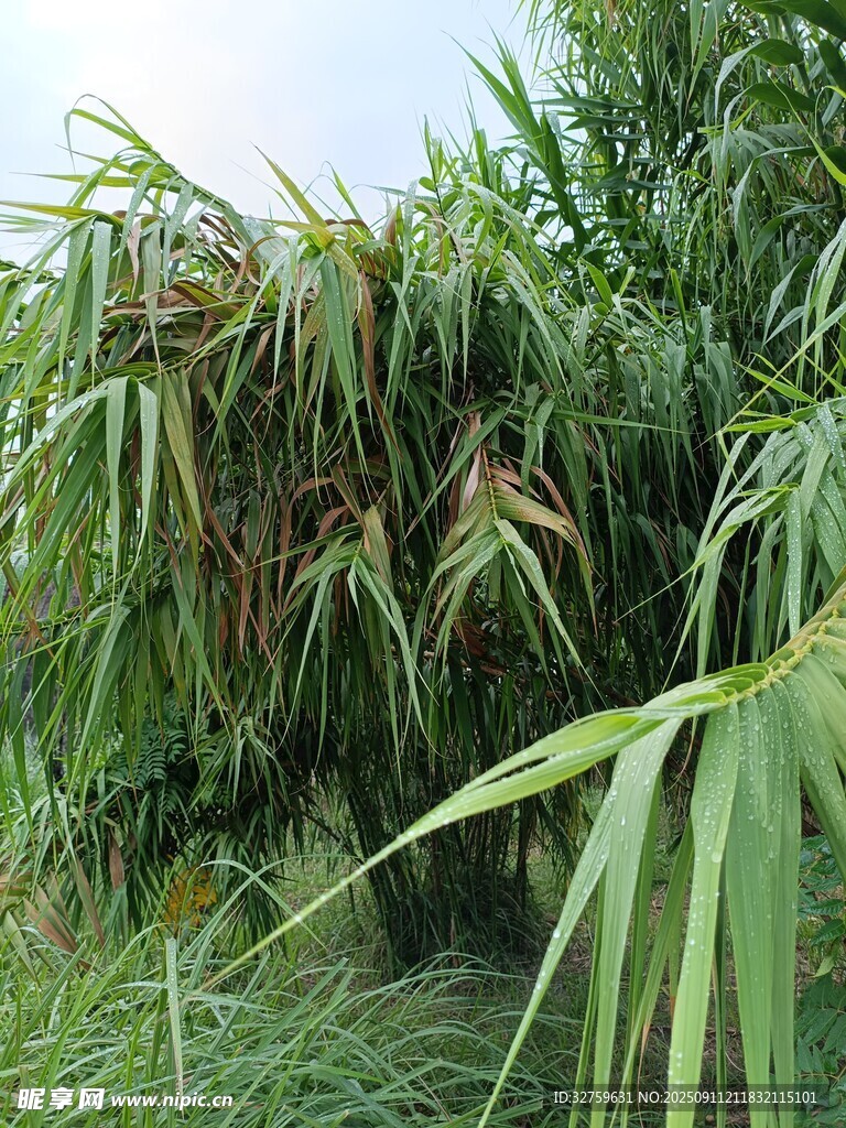 茂盛的綠色植物景觀