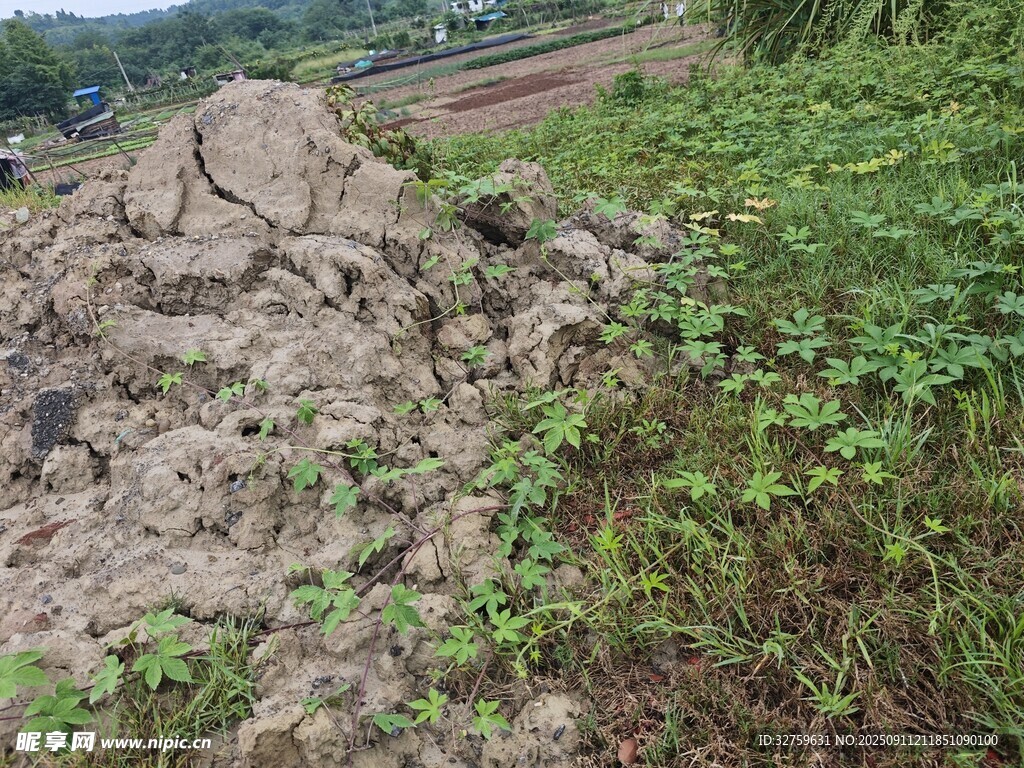 田野邊的土堆與綠植