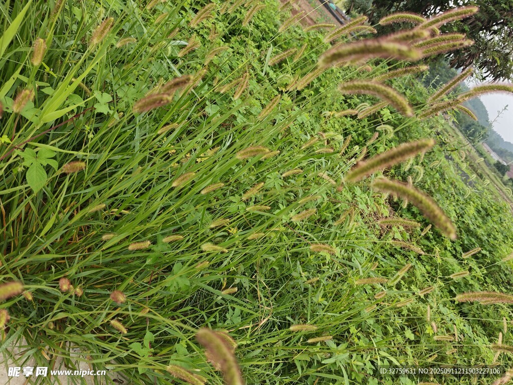 翠綠繁茂的地面植物景觀