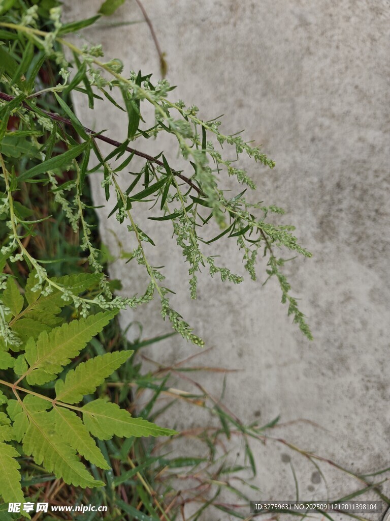 墻邊生長的嫩綠植物