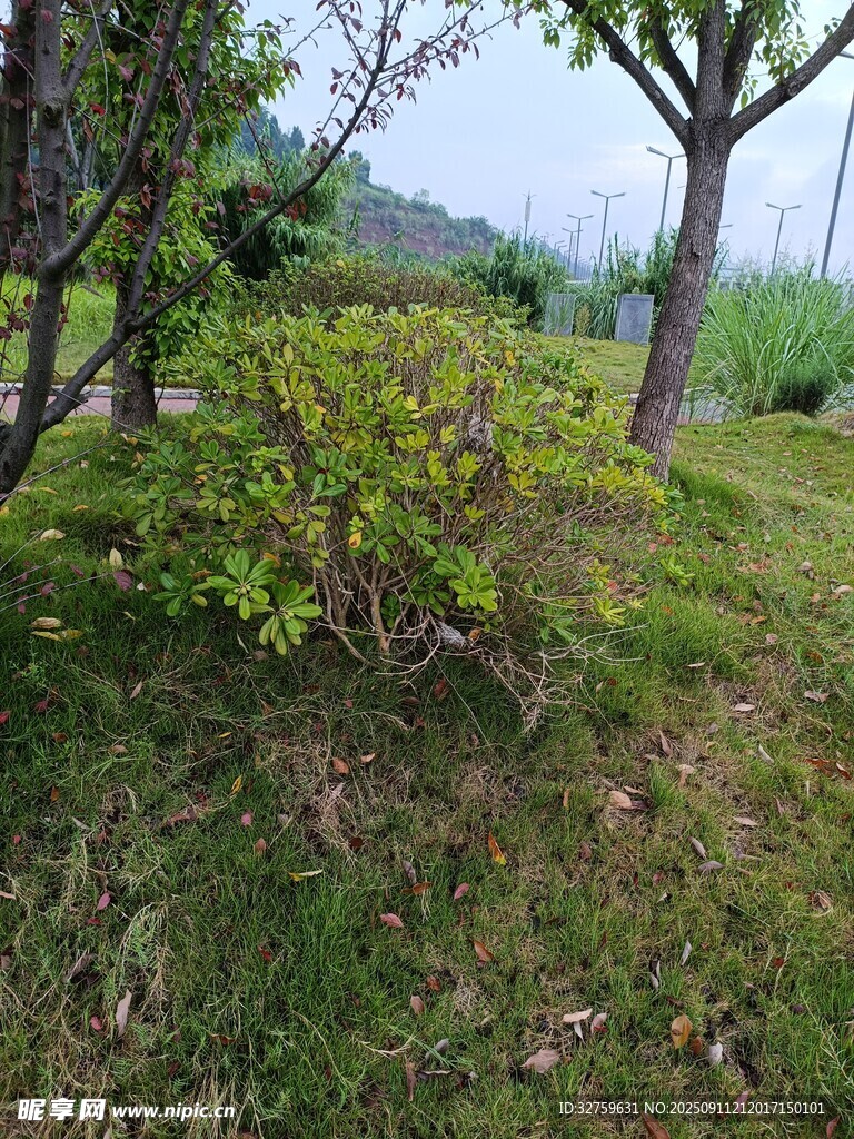 林間綠意盎然的灌木景觀