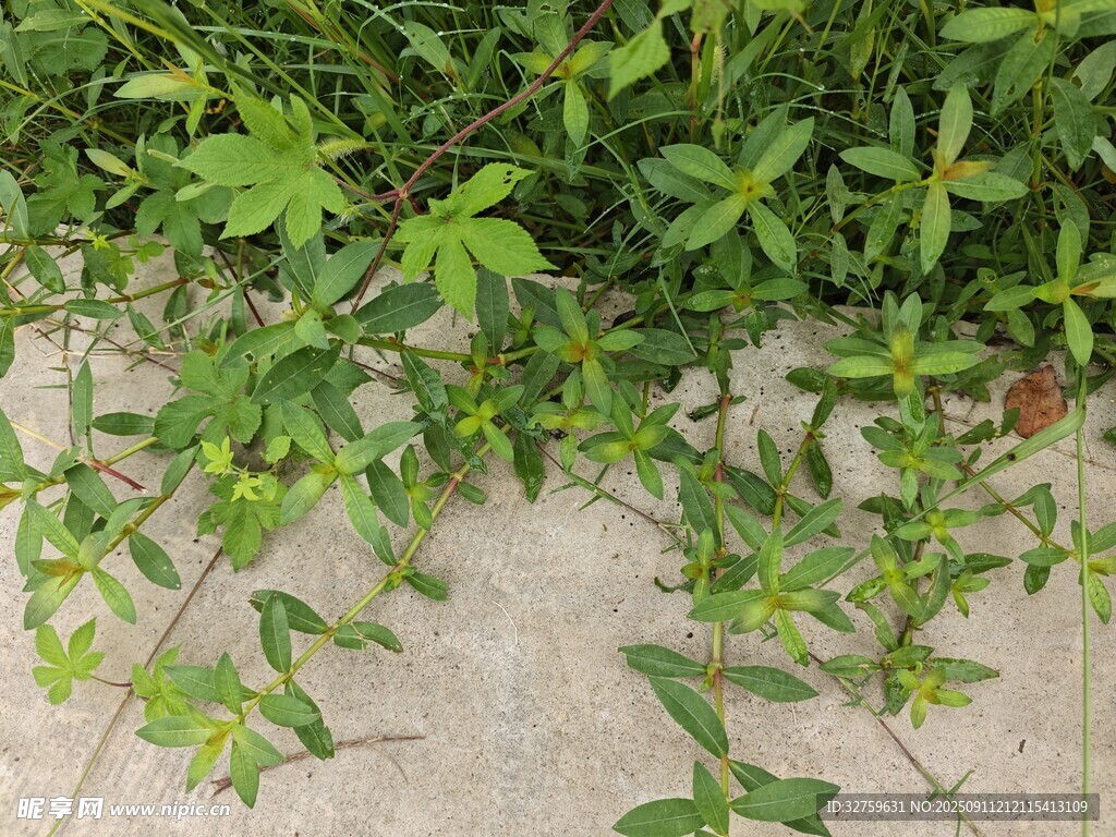 地面上的翠綠蔓生植物