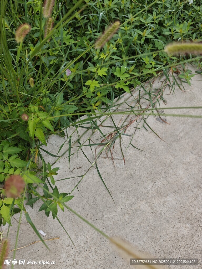 路邊草叢中的綠色植物
