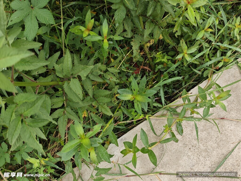 磚縫間生長(zhǎng)的綠色植物