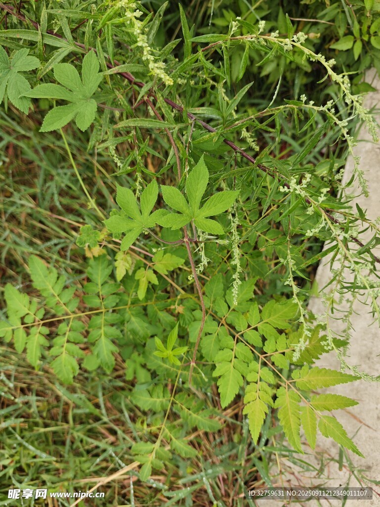 野外叢生的綠色植物