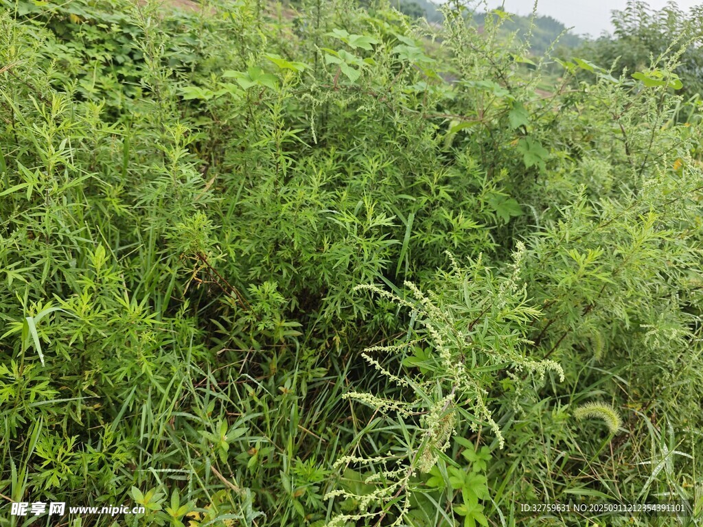 繁茂的綠色植物景觀