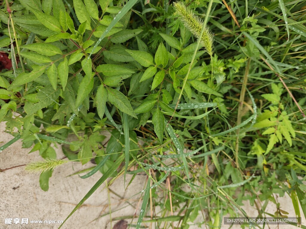 地面上的翠綠叢生植物