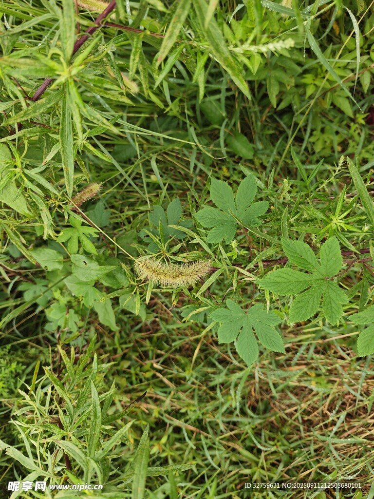 草叢中的綠色植物景象