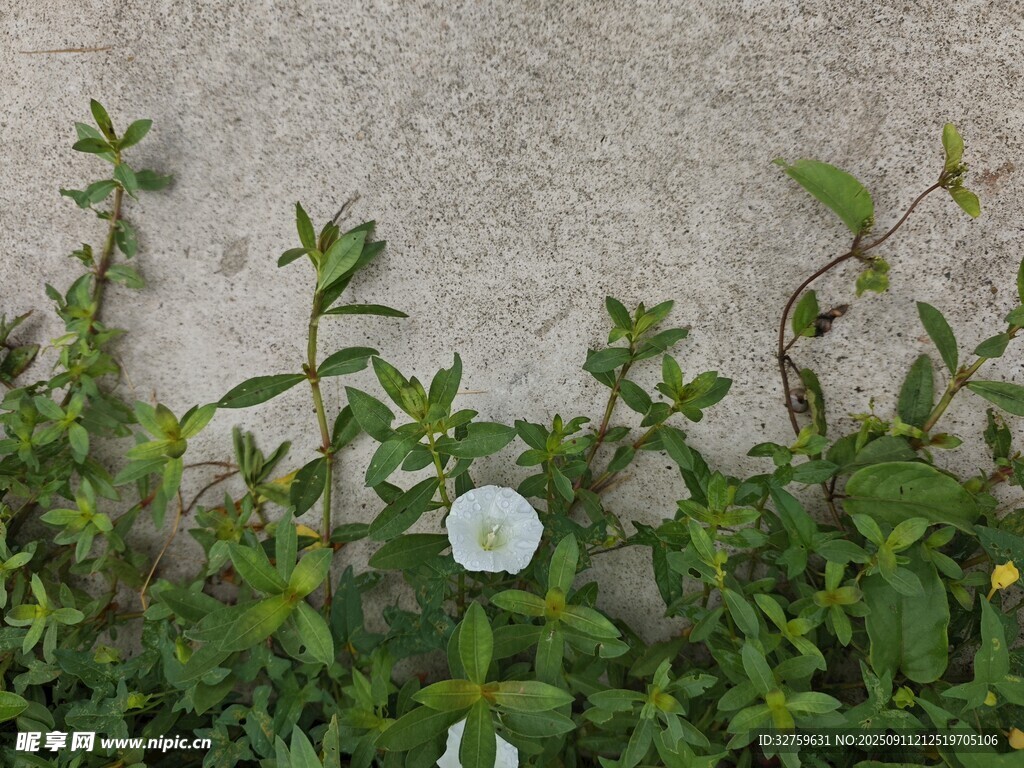 墻邊綻放的清新小白花