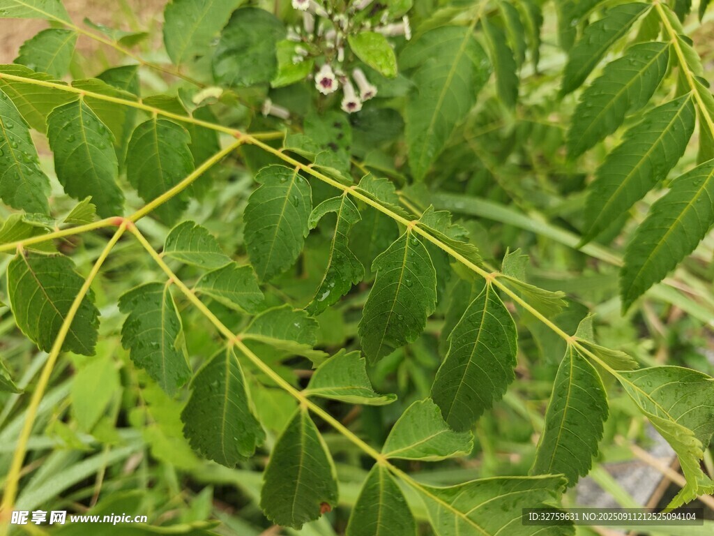 翠綠枝葉間的植物細節(jié)