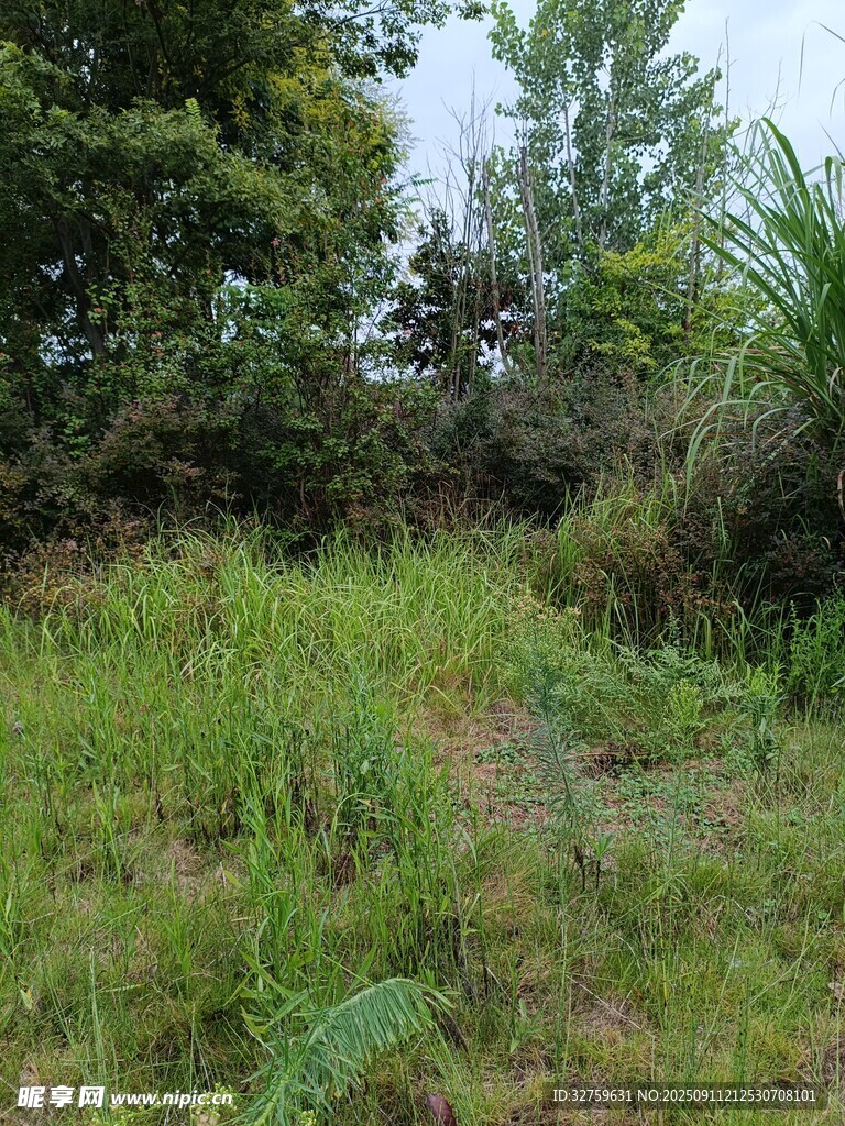 野外繁茂草地與樹木景觀