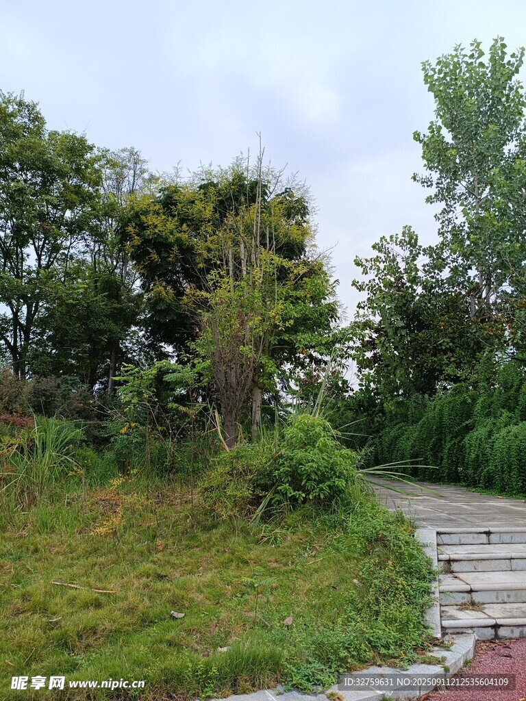 林間小徑 