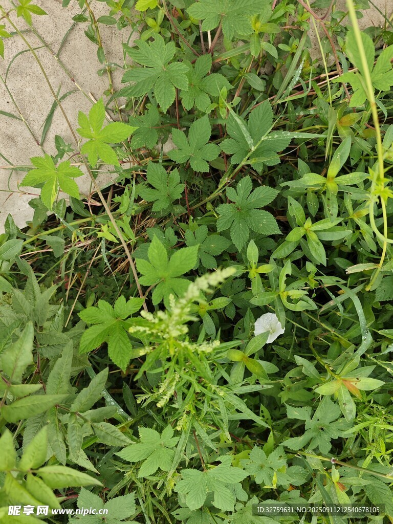 草叢中的綠色植物景觀