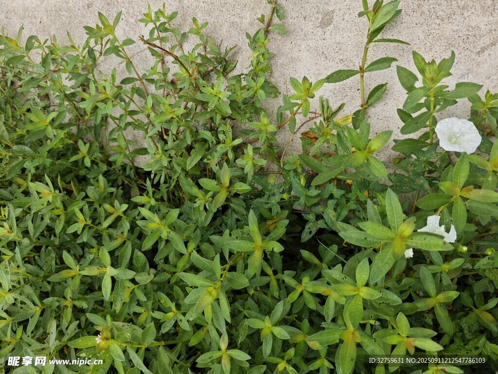 綠葉繁茂的清新植物景觀