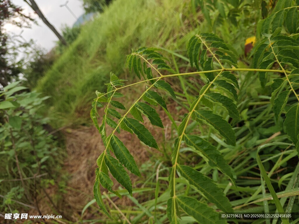 山間小徑旁的繁茂綠植