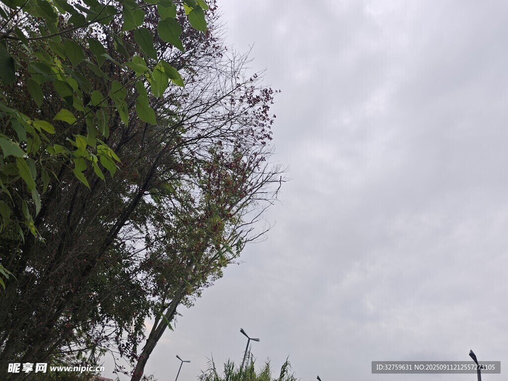 天空下的綠植景觀