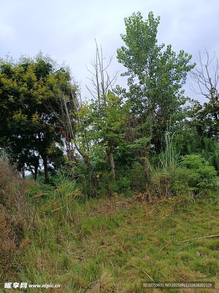 野外綠植叢生的自然景象