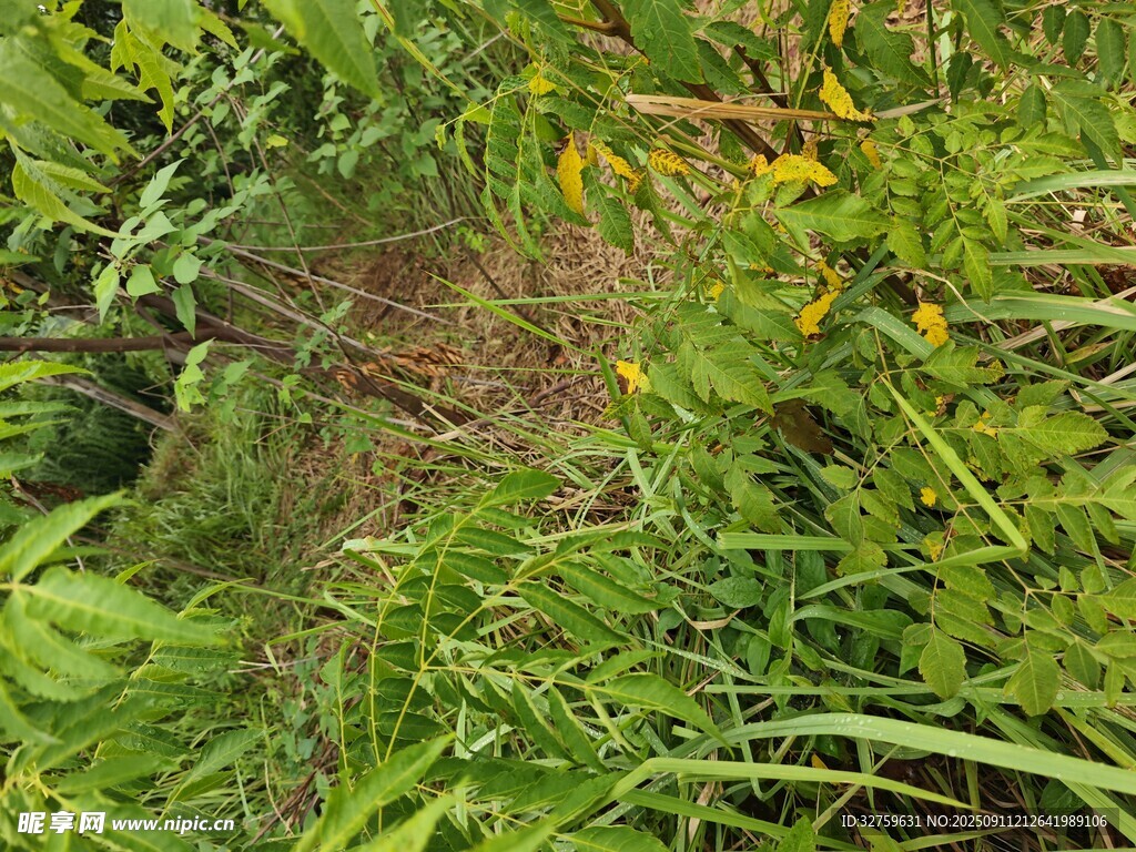 繁茂綠植中的自然景象