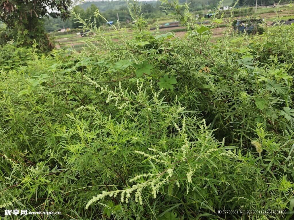 茂盛綠植景觀